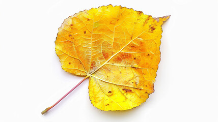 Naklejka premium Bright golden yellow aspen leaf with a long stem isolated on a pure white background. Autumnal nature and fall season concept
