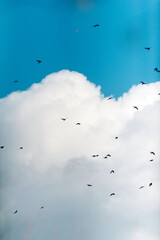 Silhouettes of Birds Flying Against Bright Blue Sky and White Clouds