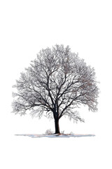 Fototapeta premium A solitary tree with intricate branches, covered in frost, showcasing a delicate winter aesthetic.
