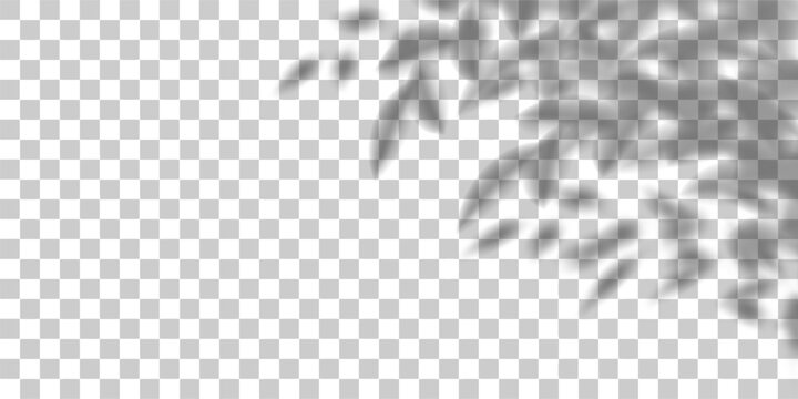 Flower shadow in spring room, tree leaves bg overlay. Light cast tropic plant 3d gobo flatlay. Transparent shade png element, summer branches on white wall. Floral sun texture, window beams mockup