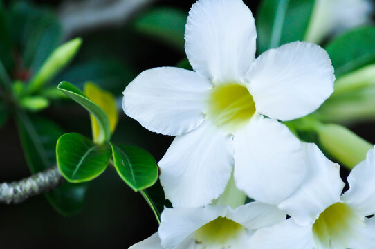 Adenium obesum , Desert rose or Mock Azalea or bignonia or Impala lily or APOCYNACEAE or white Adenium