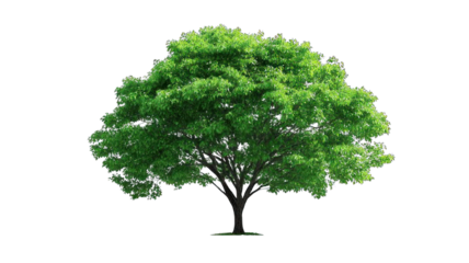 A lush green tree with a broad canopy and thick trunk, symbolizing nature and vitality.
