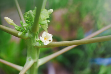 Small white flower and buds on a papaya tree stem.