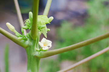 Small white flower and buds on a papaya tree stem.