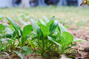 Young, vibrant green leafy vegetables growing in brown soil.