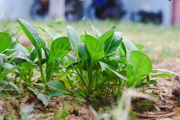 Young, vibrant green leafy vegetables growing in brown soil.