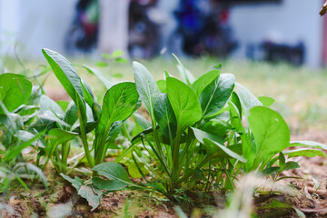 Young, vibrant green leafy vegetables growing in brown soil.
