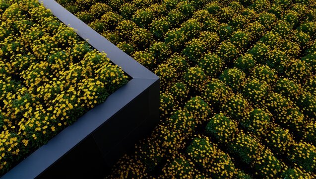 Aerial view of vibrant yellow flowers covering a lush green landscape