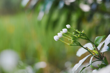 White flower buds and green leaves with a soft background bokeh.