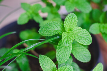 Close-up of fresh green mint leaves in a garden setting.