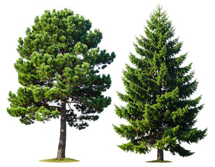 Obraz premium Şeffaf bir arka plan üzerinde mükemmel bir şekilde kesilmiş Pinus tabuliformis ve Pinus muricata frontal setinin izole edilmiş png'si