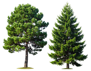 Şeffaf bir arka plan üzerinde mükemmel bir şekilde kesilmiş Pinus tabuliformis ve Pinus muricata frontal setinin izole edilmiş png'si