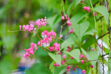 Bright pink coral vine flowers against a light sky background.