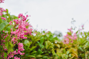 Bright pink coral vine flowers against a light sky background.