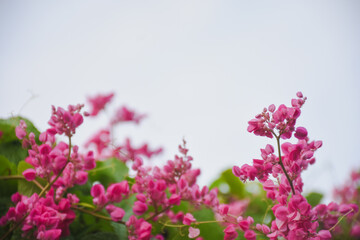 Bright pink coral vine flowers against a light sky background.
