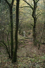 Herbst Wald natur drau&szlig;en lustig und heiter unterwegs sein zwischen Laubb&auml;umen
