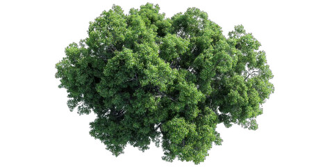 Obraz premium A lush, green tree with dense foliage, showcasing vibrant leaves and a robust structure.