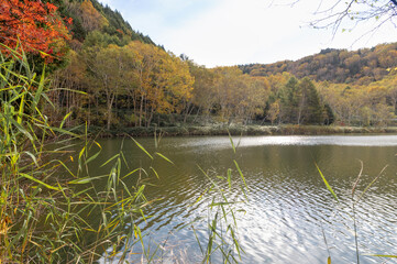 志賀高原・木戸池の秋の黄葉林