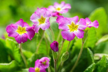 Fototapeta premium blooming of primula flowers in a garden