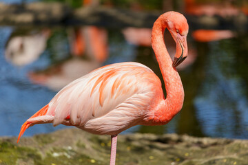 Pink flamingo standing in water