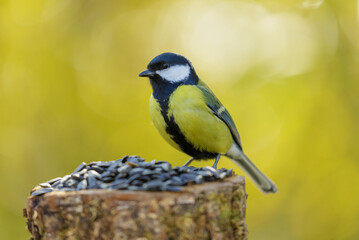 Fototapeta premium bird feeding on a bird feeder with sunflower seeds. Great tit