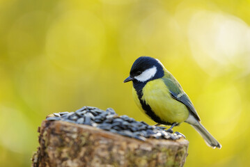 bird feeding on a bird feeder with sunflower seeds. Great tit