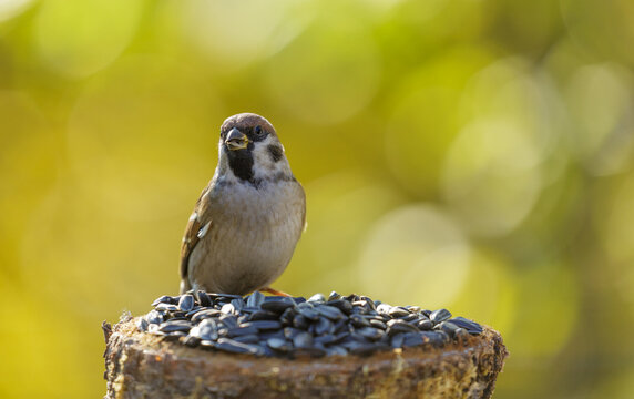 Little bird feeding on a bird feeder with sunflower seeds. Sparrow - Powered by Adobe