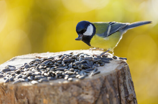 bird feeding on a bird feeder with sunflower seeds. Great tit