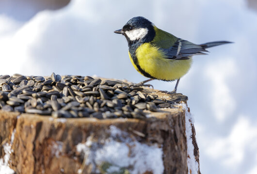 bird feeding on a bird feeder with sunflower seeds. Great tit