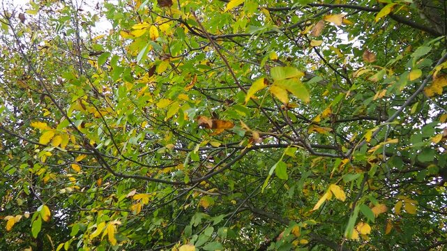 Juglans regia, the Persian, English, Carpathian or Madeira walnut, common walnut. large deciduous tree. Food allergen sources. Autumn coloring of leaves of a tree crown in an orchard under the breeze.