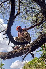 African man with a chainsaw sitting in a tree, cutting acacia branches for firewood,