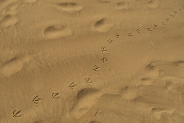 Seagull print