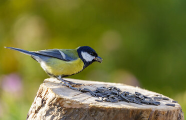bird feeding on a bird feeder with sunflower seeds. Great tit