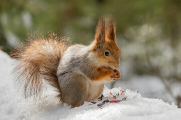 A wild squirrel in a winter forest feeds on nuts and seeds.