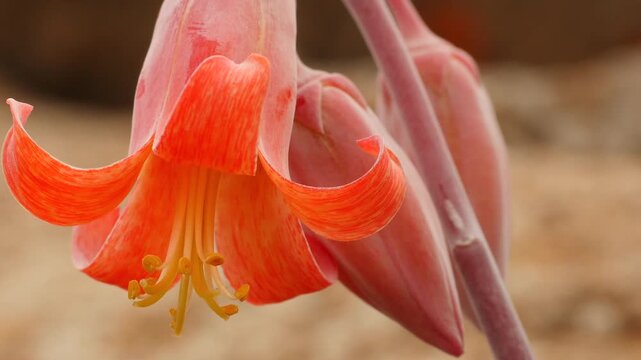 red flower of succulent plant Cotyledon orbiculata in Namib desert, close 6