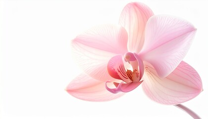 Naklejka premium Delicate Pink Orchid Flower Isolated on White Background.
