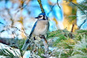 Blue jay perched surrounded by fall foliage in Ontario, Canada.