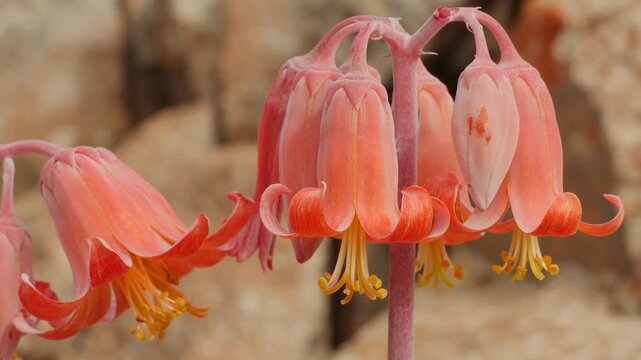 red flower of succulent plant Cotyledon orbiculata in Namib desert, close 7