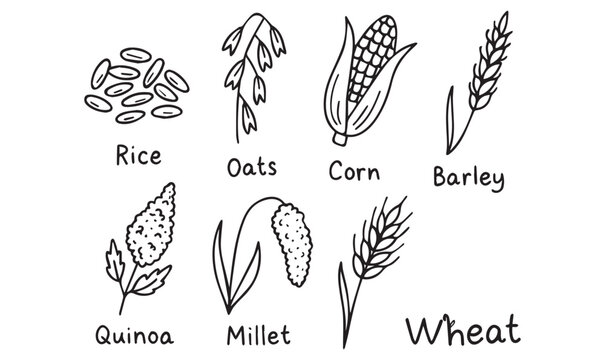 Grain Silhouette Icons &ndash; Botanical Vector Set of Rice, Corn, Wheat, and More
