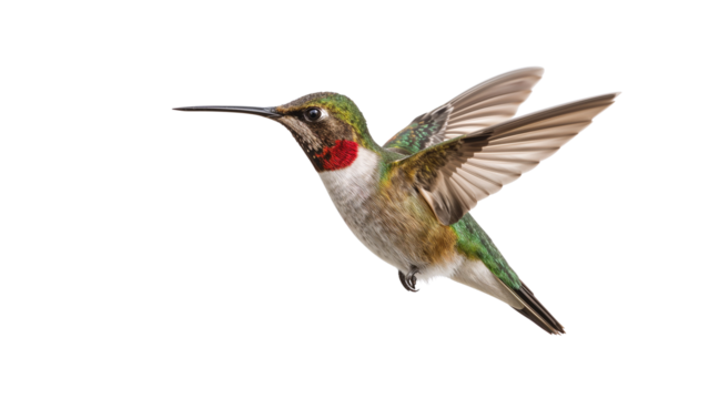 colorful hummingbird isolated on transparent background. generative ai