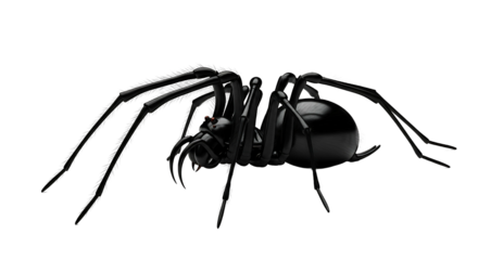 Black widow spider isolated on white background studio shot.