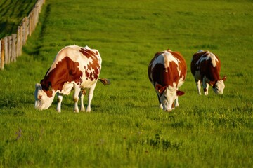 Obraz premium Three brown and white cows grazing peacefully in a lush green field