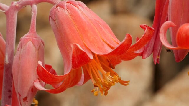 red flower of succulent plant Cotyledon orbiculata in Namib desert, close 8