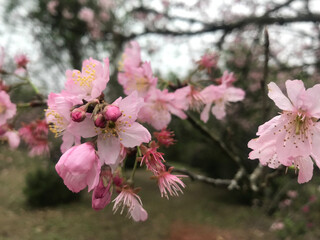 Obraz premium Cherry Blossoms