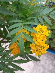 Vibrant yellow marigold flowers blooming in lush green foliage