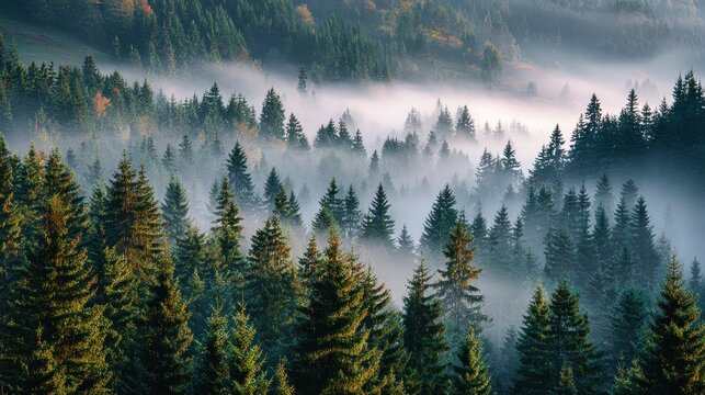 Dense forest with misty atmosphere at dawn with sunlight and trees
