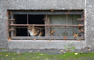 A multicolored cat looks out of a barred basement window