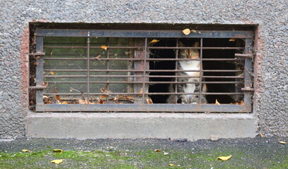A multicolored cat looks out of a barred basement window