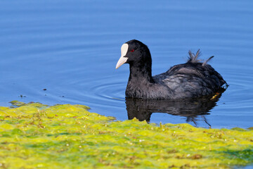 Blässralle  am Federsee