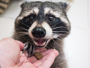 Cute raccoon looks eagerly at food offered from a human hand during the daytime